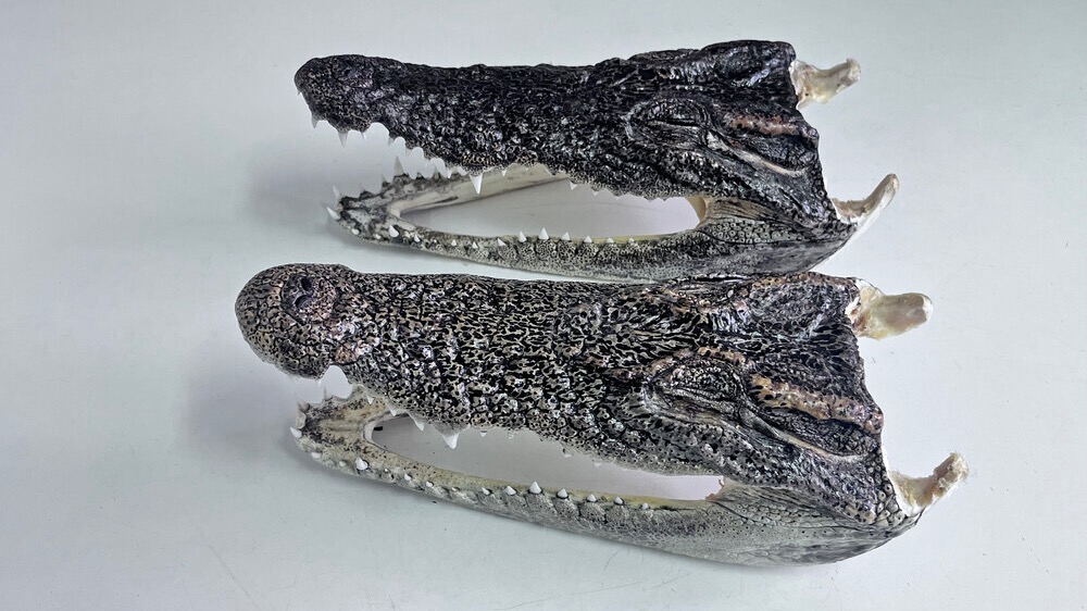 Россиянин пытался провезти головы крокодилов из Таиланда