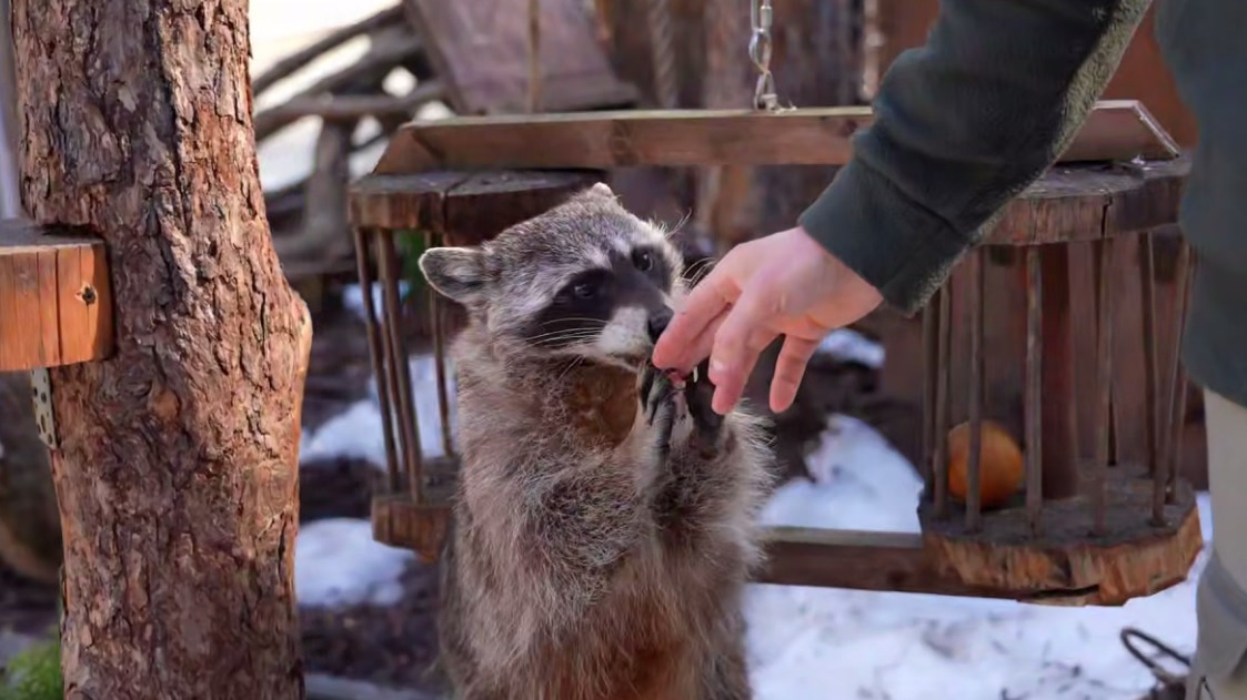 Еноты-полоскуны в Московском зоопарке вышли из зимнего сна 