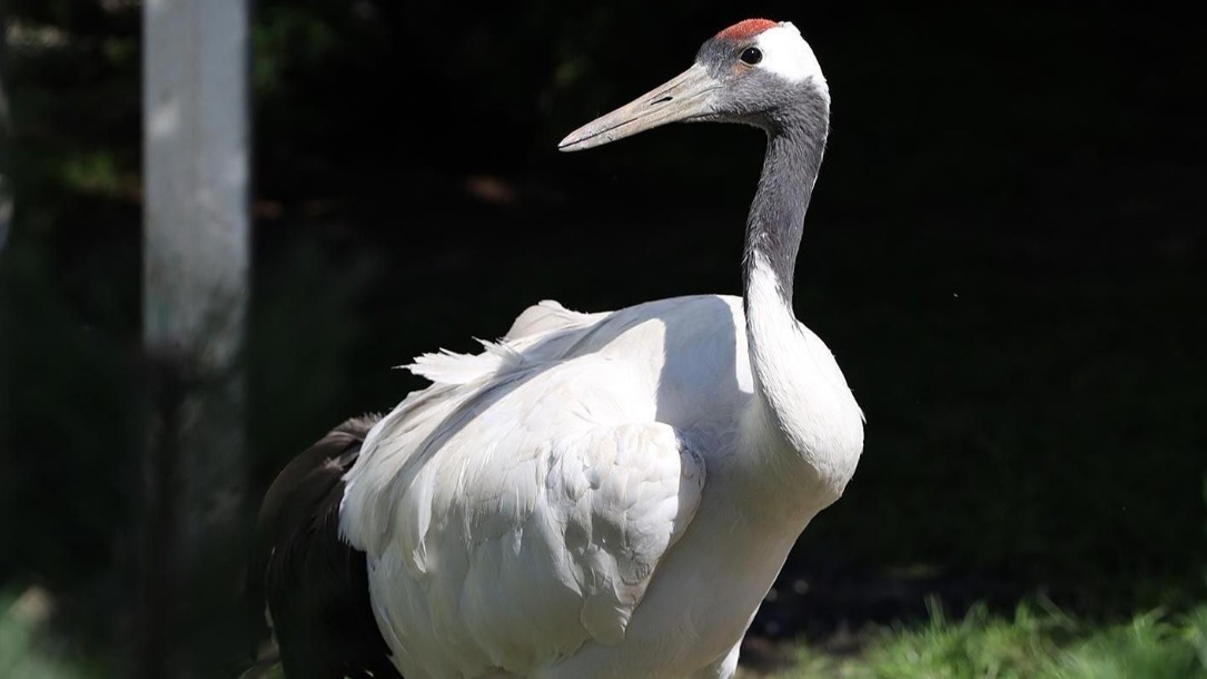 Зрители трансляций Московского зоопарка могут проверить свои знания о журавлях 