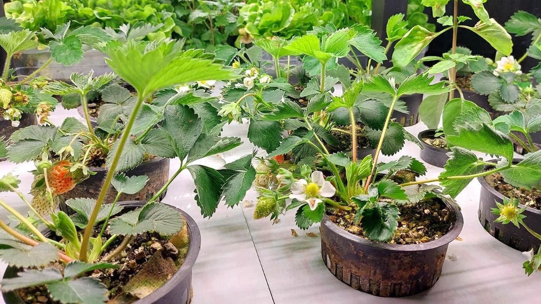 В Москве создают и развивают новаторские проекты в области сельского хозяйства