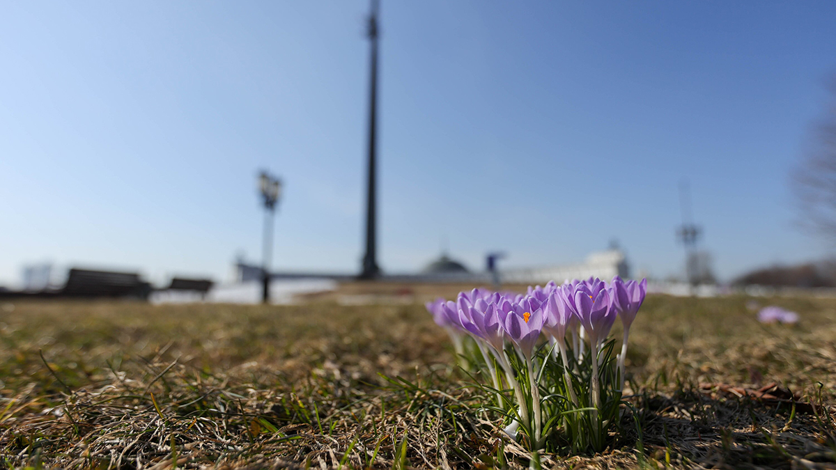 Синоптик Тишковец: Снежный покров сошел в Москве
