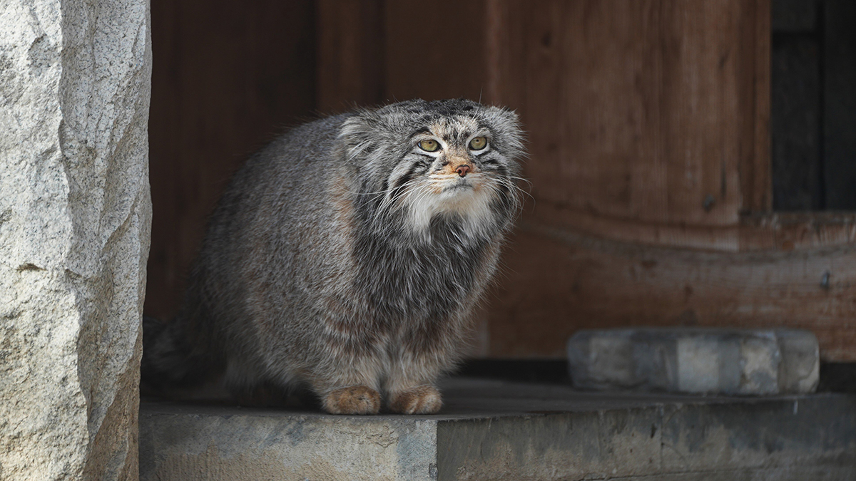 Японский зоопарк не смог передать невесту для манула Тимофея в Московский зоопарк