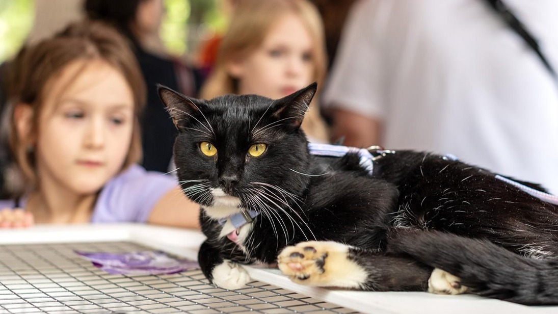 «Активные граждане» выберут места для выставок-пристройств собак и кошек 