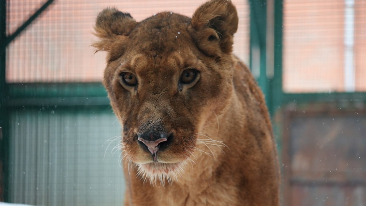 Два молодых льва поселились в Центре воспроизводства Московского зоопарка