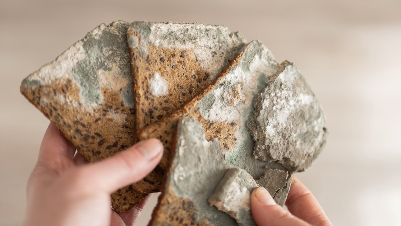 Чем опасна плесень на хлебе, можно ли ее срезать и продолжить есть: объясняет врач