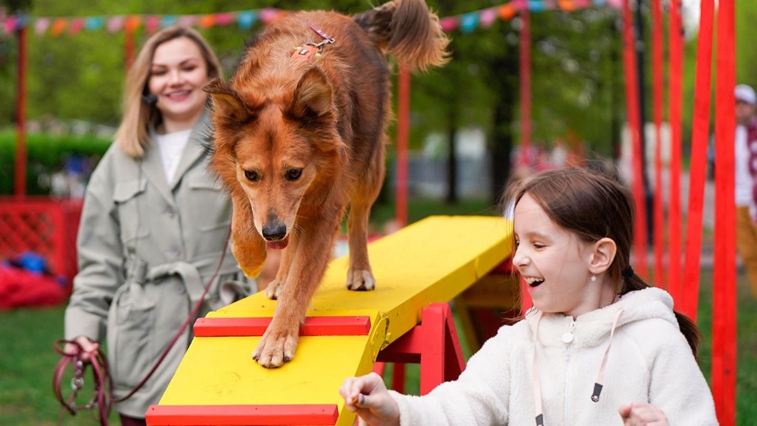 Гости мероприятия «Моспитомца» познакомятся с животными из приютов 