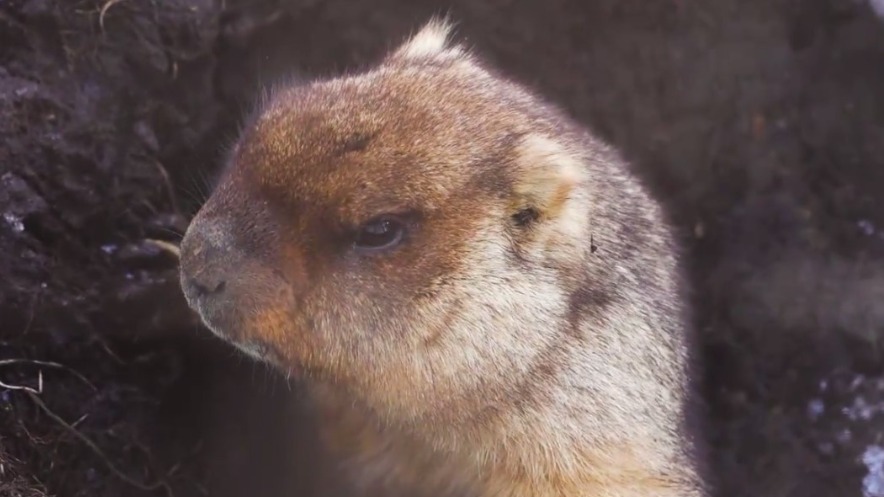 Степные сурки проснулись в Московском зоопарке