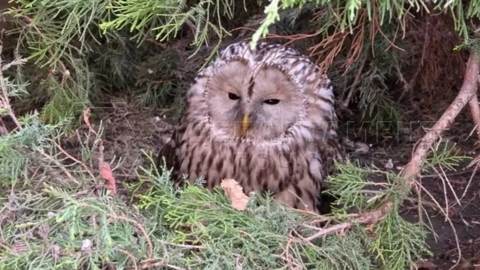 Раненых утку и сову спасли в Москве