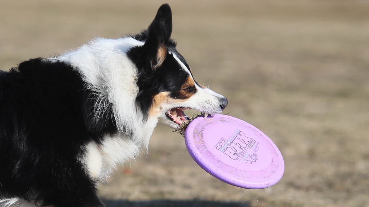 Бешенство нашли в 16 регионах, в том числе и в Подмосковье: как избежать заражения