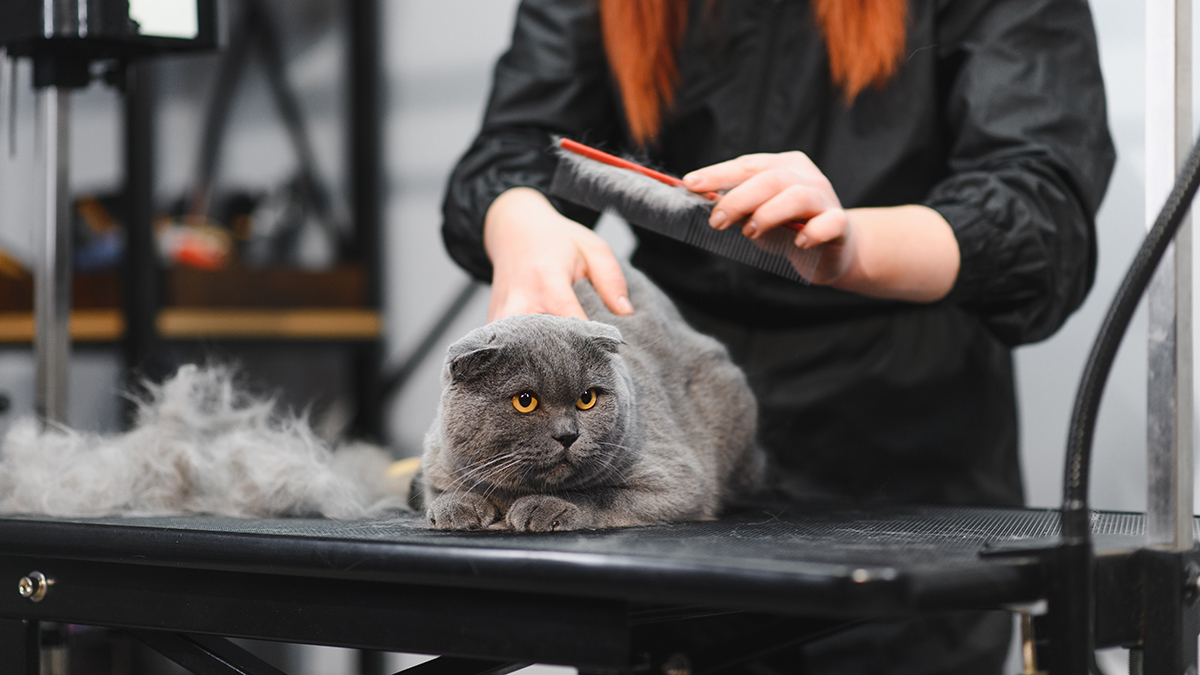 Как подготовить кошку к приходу грумера