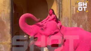 Россиянка покрасила слона в розовый цвет для фотосессии в Индии