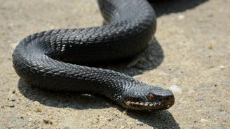 Опасные змеи пробудились в лесопарках города: как вести себя при встрече с рептилией