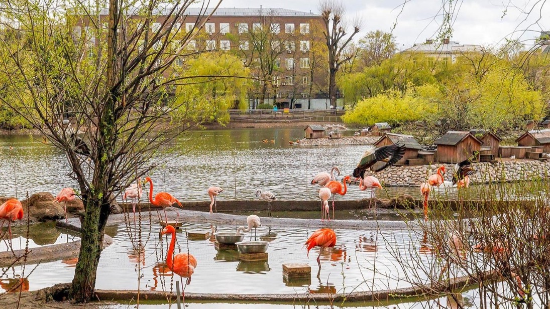 Для гостей столичных музеев подготовили программу к Международному дню птиц