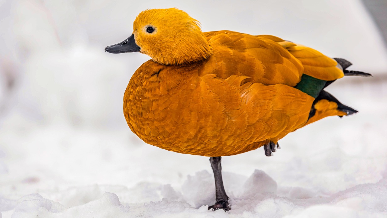 В «Мосфото» опубликовали подборку к Международному дню птиц