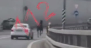 Стала известна судьба лошадей, которых заметили на МКАД