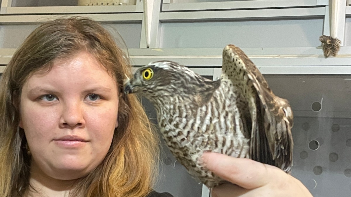 Волонтер Центра «Воронье гнездо» Мария Тужик лечит орлана