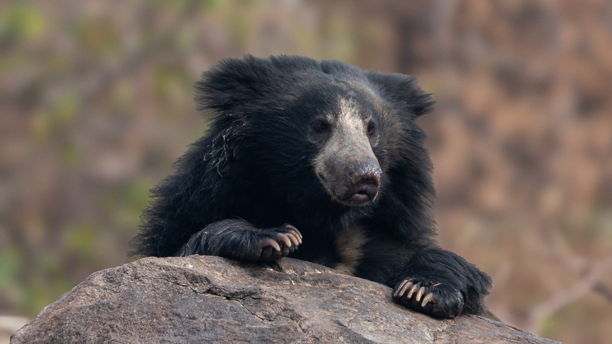 Медведь-губач в Индии сбил двух юношей с мотоцикла