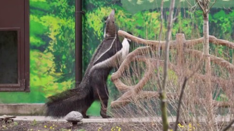 Муравьеды Диего и Белла из Московского зоопарка вышли на улицу