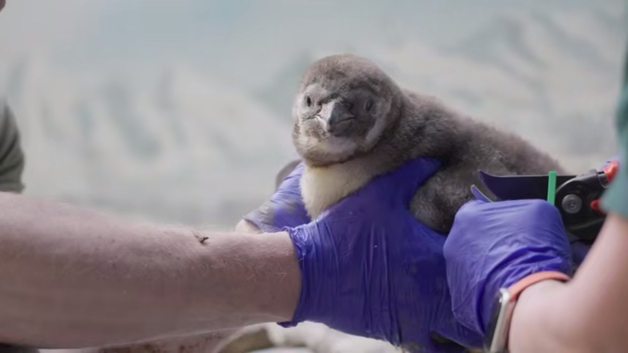 Шесть птенцов пингвинов Гумбольдта родились в Московском зоопарке
