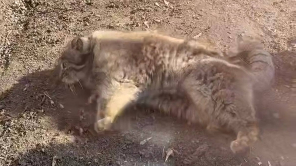 Манула Тимофея кверху пузом на весеннем солнце показали в Московском зоопарке