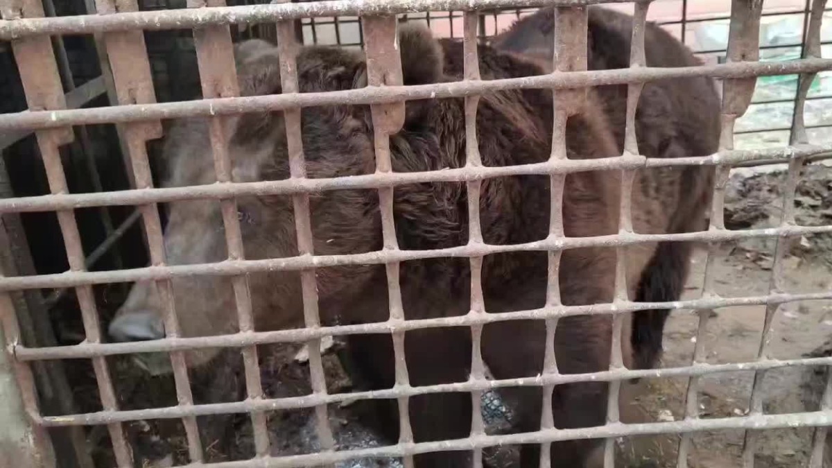Светлана Акулова рассказала о медведе, которого необходимо спасти из тесной клетки
