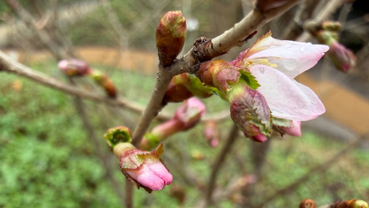 Первая сакура в Москве расцвела в «Аптекарском огороде»