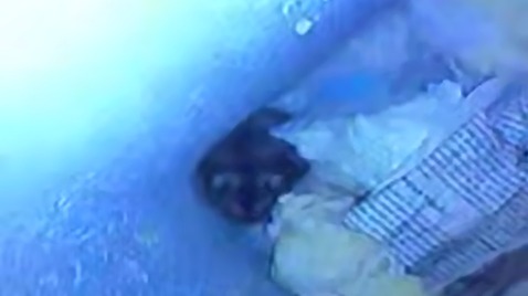 Хомяк упал в вентиляцию с седьмого этажа дома в Красноярске и выживал три дня