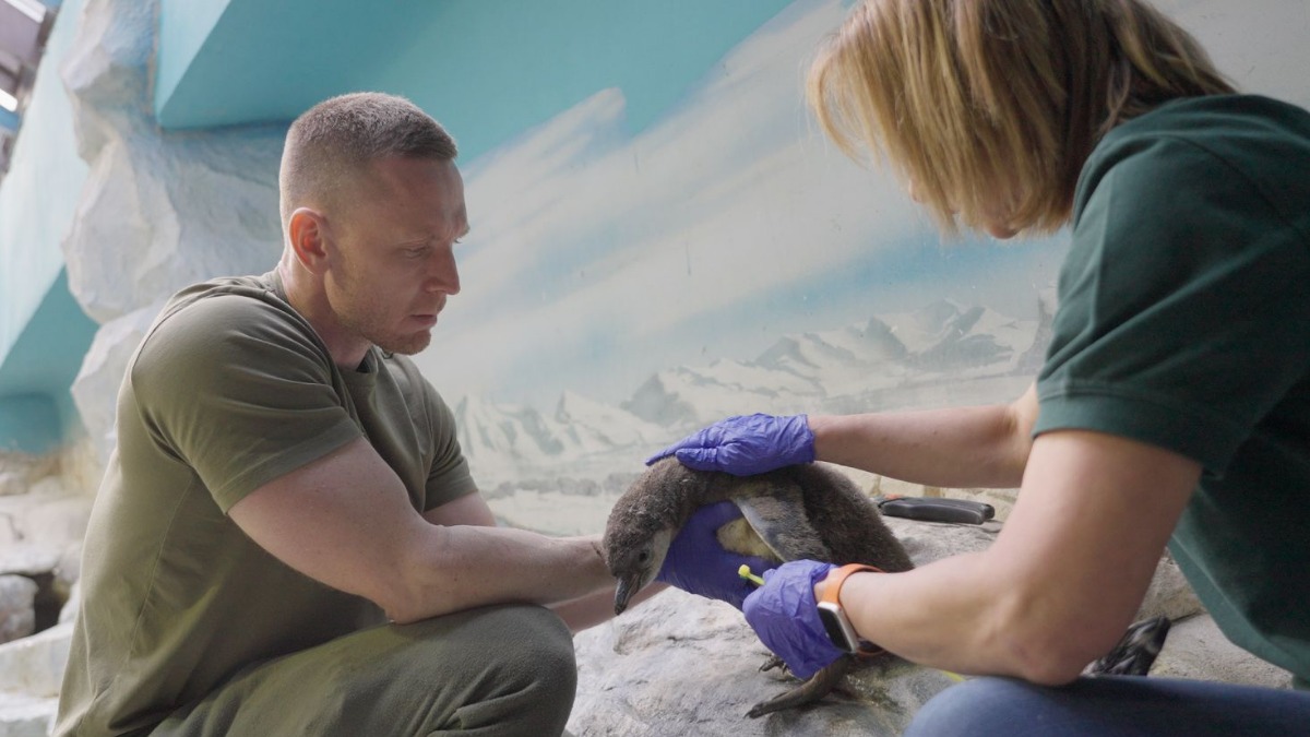 Сотрудники отдела орнитологии Московского зоопарка, ведущий зоотехник Александр Павлов вместе с ведущим зоологом Гаяне Пилоян ставят крылометку на птенца пингвинов Гумбольдта
