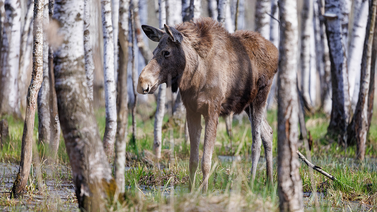 Число лосей в областной части «Лосиного острова» в 2026 году выросло до 43 особей