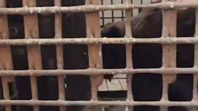 Хозяин пропал на СВО: под Челябинском 10-летний медведь оказался заперт в клетке
