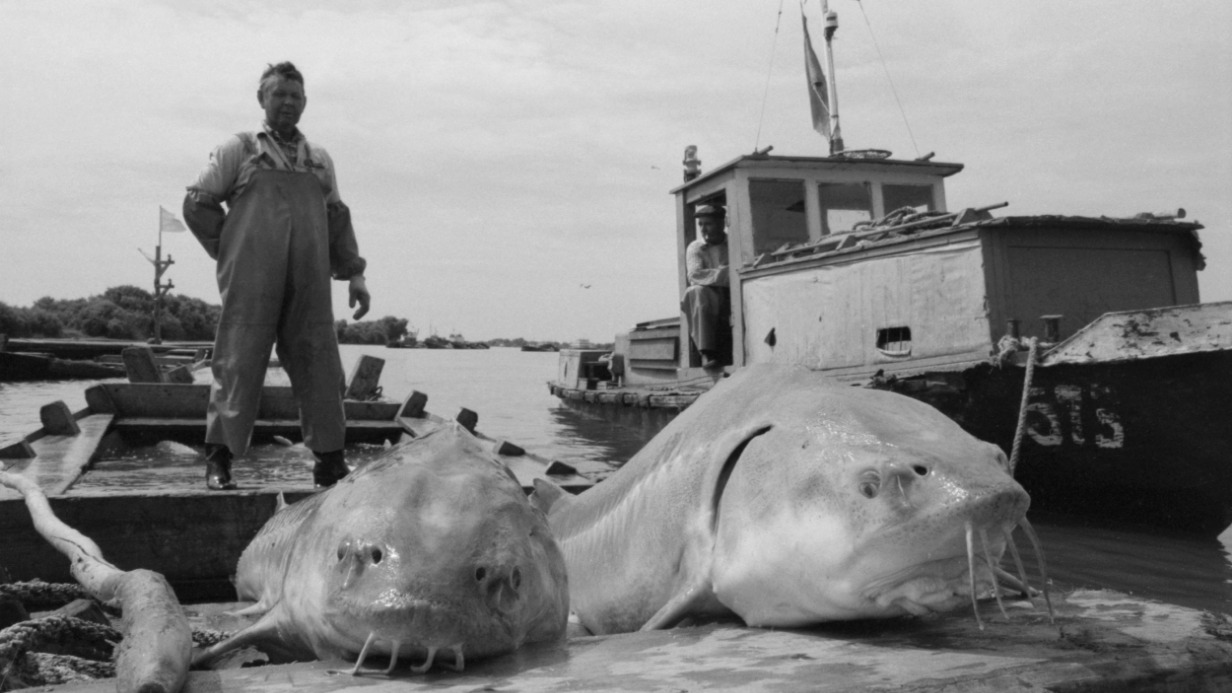 Улов в астраханском рыбколхозе: еще в конце 1980-х такие 100-килограммовые осетровые не были редкостью