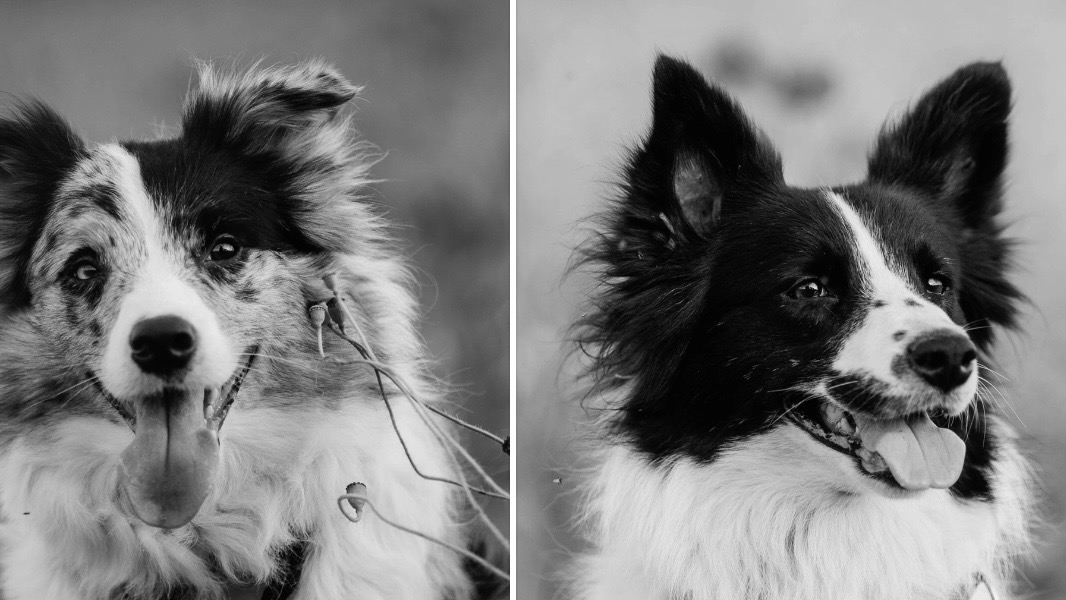 Двух поисковых собак «ЛизаАлерт» жестоко застрелили в Ленобласти