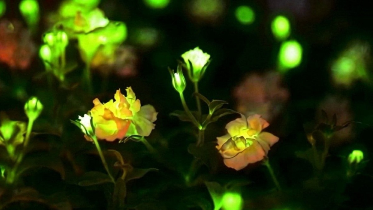 Китайские ученые представили растения, способные мягко светиться в темноте