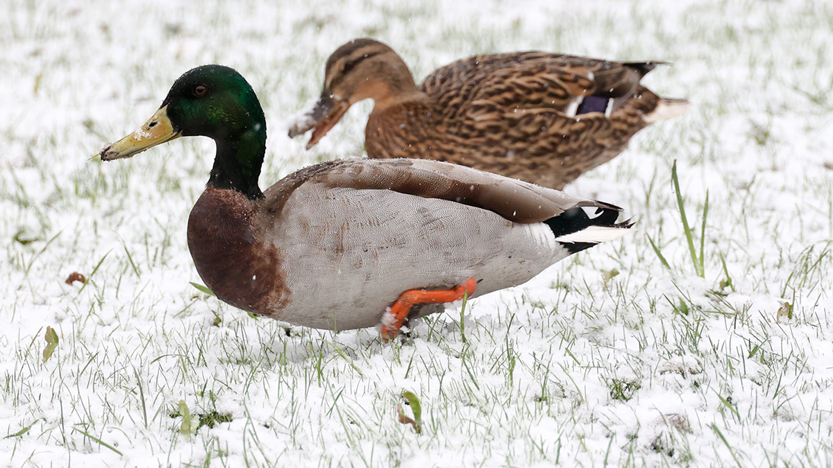 Синоптик Леус: Снежный покров появится в Москве 20 апреля