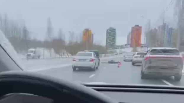 Лося сбили на Кутузовском шоссе под Зеленоградом