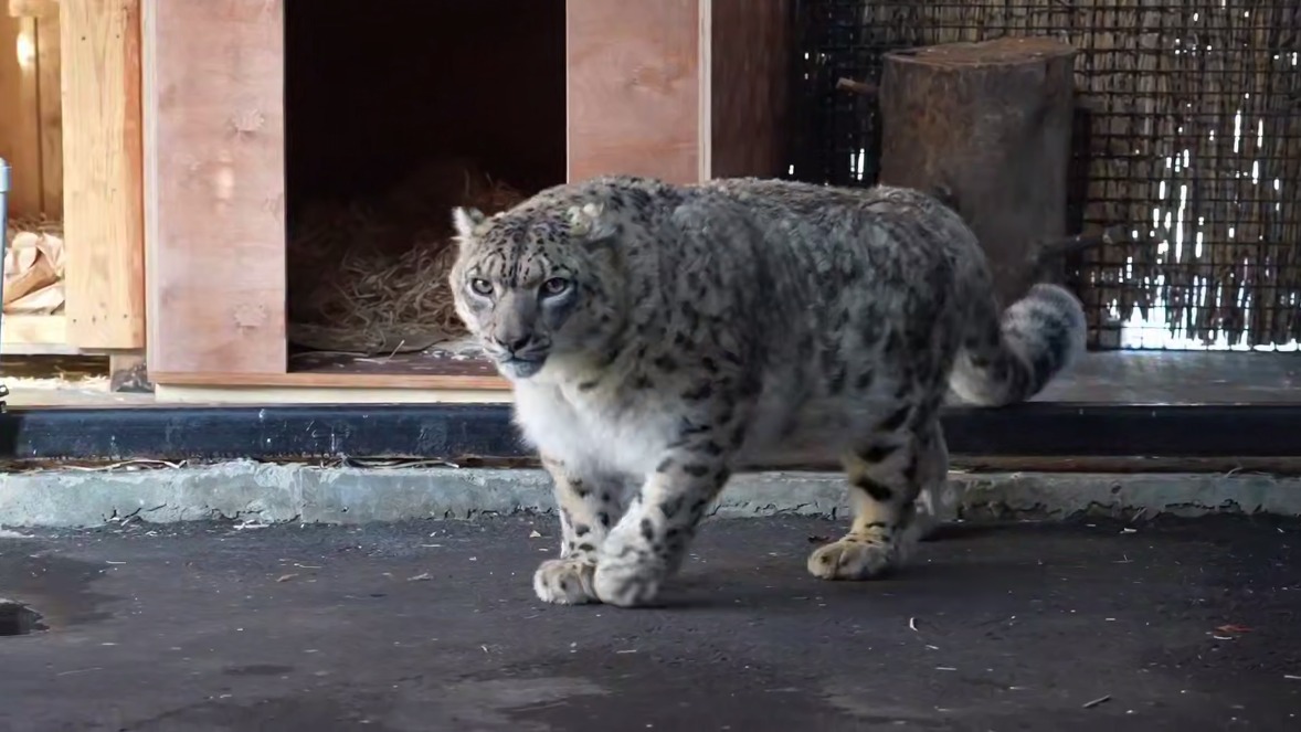 В Московском зоопарке впервые взяли кровь у снежного барса без анестезии