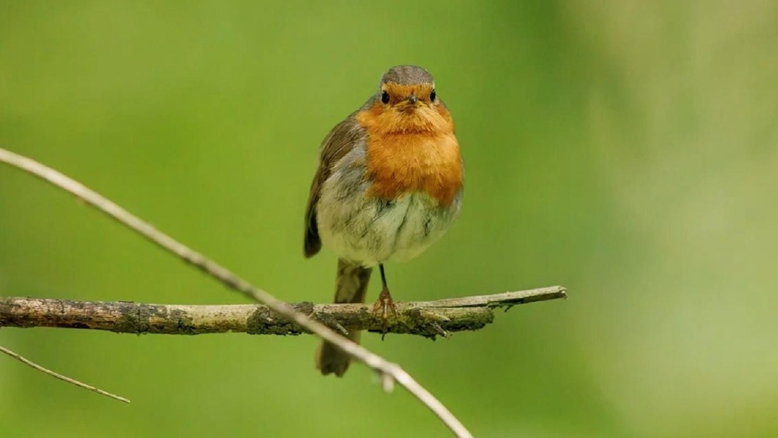 Каких перелетных птиц можно встретить в Москве