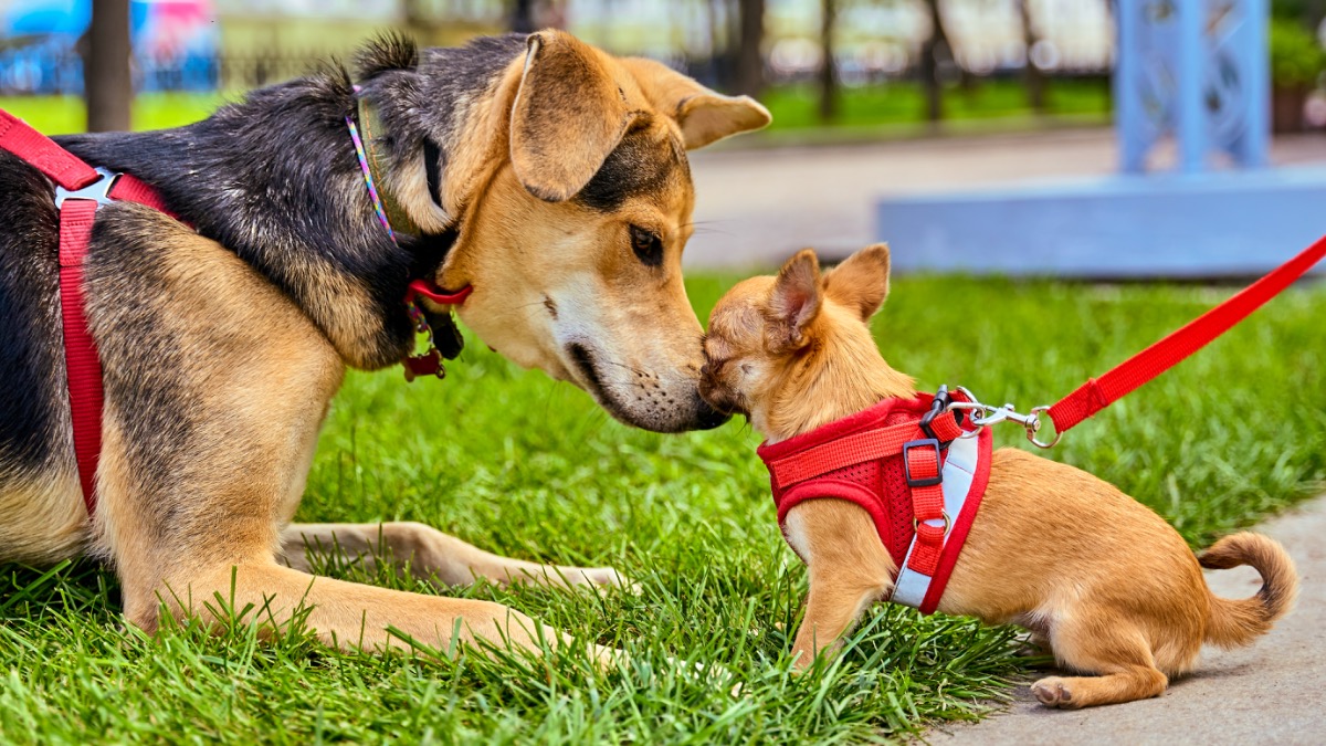Гостей мероприятия «Моспитомец х Четвероногий друг» ждет специальная программа