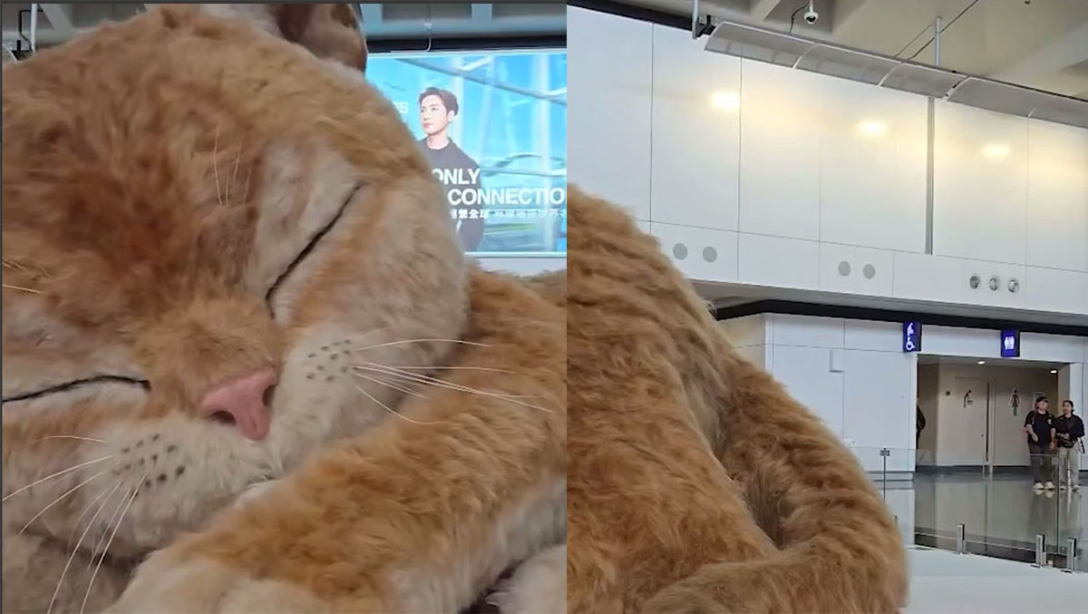 Гигантский мурлыкающий кот появился в аэропорту Гонконга