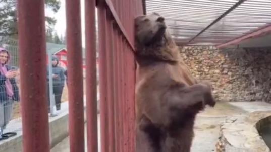 Медведь Степан, хозяин которого пропал на СВО, нашел новый дом в экопарке