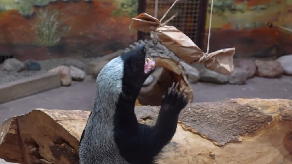 Медоед Нео из Московского зоопарка решил две головоломки со спрятанным мясом