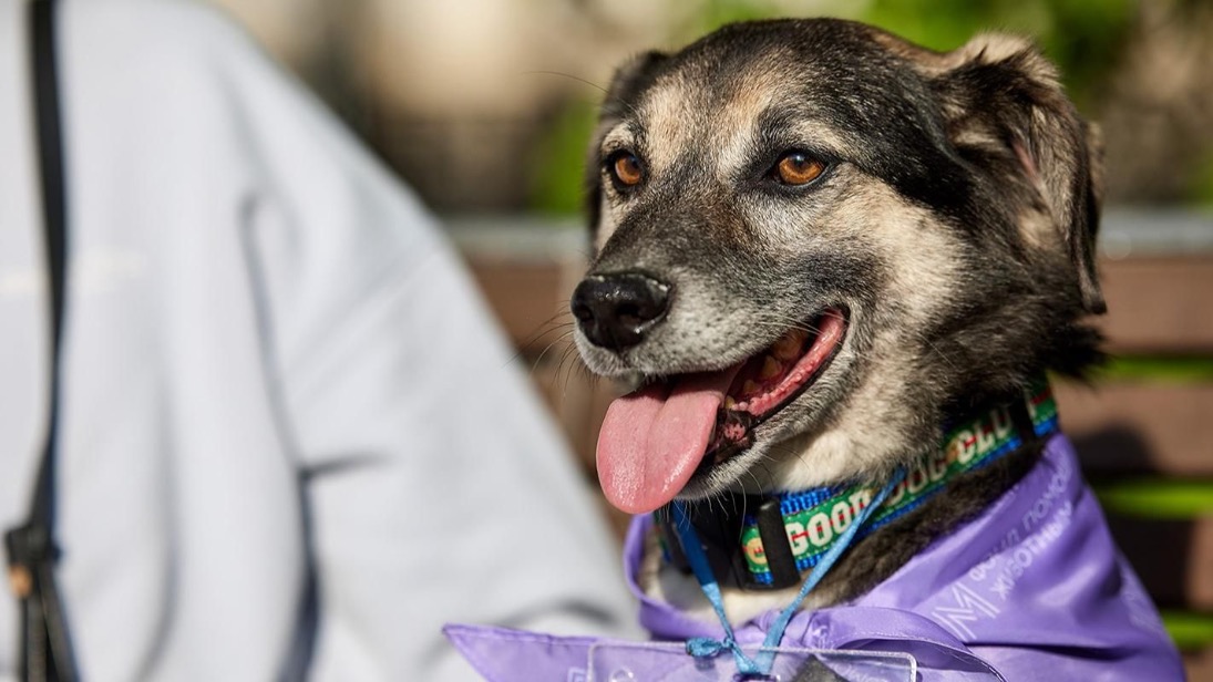На мероприятии «Моспитомец х Четвероногий друг» подготовили семейную программу
