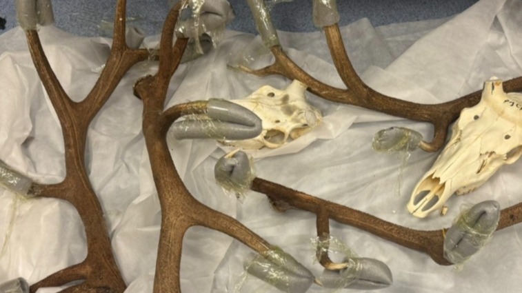 Рога и черепа благородного оленя пытался вывезти из РФ иностранец