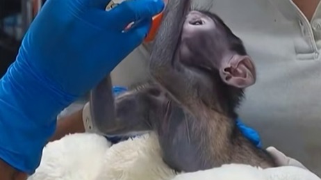 История японской макаки Панча повторилась в мексиканском зоопарке