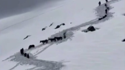 Более 10 лошадей спасли из сугробов в Дагестане