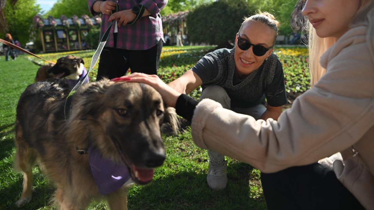 «Плюс один» на бульваре: как спецпроект «Моспитомец х Четвероногий друг» помогает найти семью