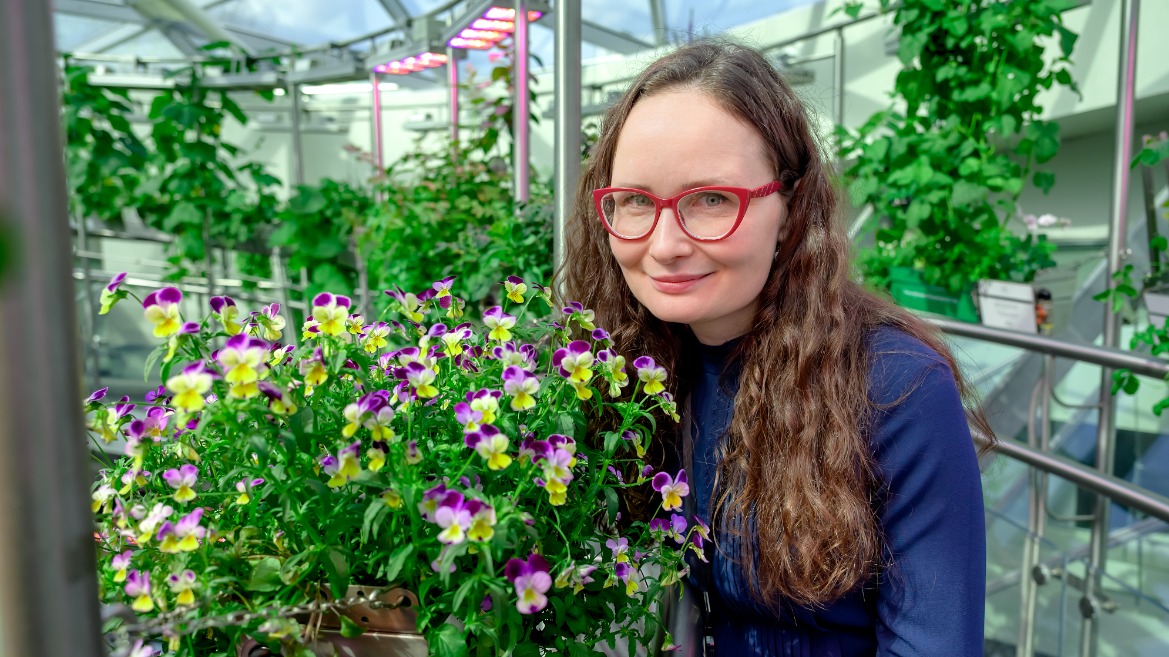 Ведущий агроном парка «Зарядье» Анна Корчагина с фиалками фитобокса Орловской области
