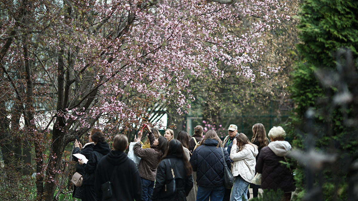 Сакура и магнолия расцвели в «Аптекарском огороде» МГУ