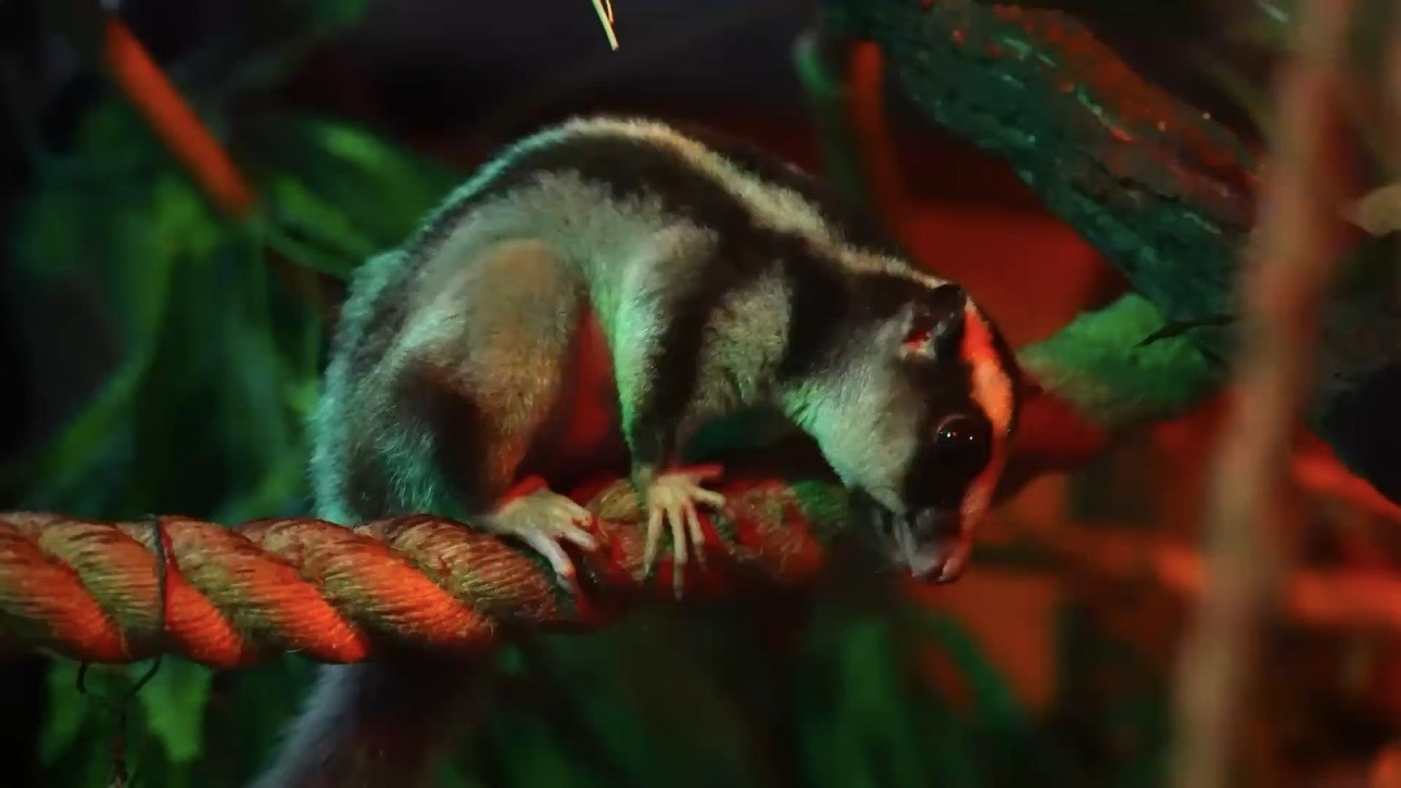 Полосатый кускус по имени Баранка поселился в Московском зоопарке