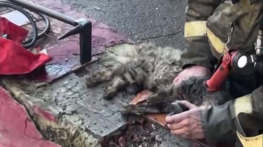 Пожарный в Тюмени вынес трех кошек из горящего здания и сам их реанимировал